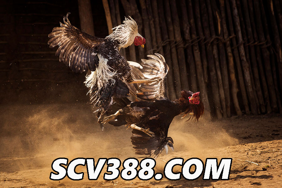 Scv388 nhà cái đá gà siêu hot - link vào scv388.com